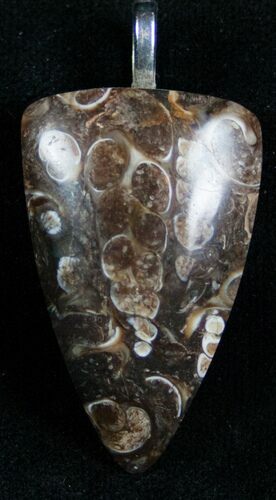 Fossil Turritella/Snail Pendant #7249